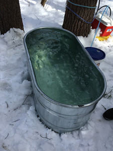 Sap holding tank about to overflow